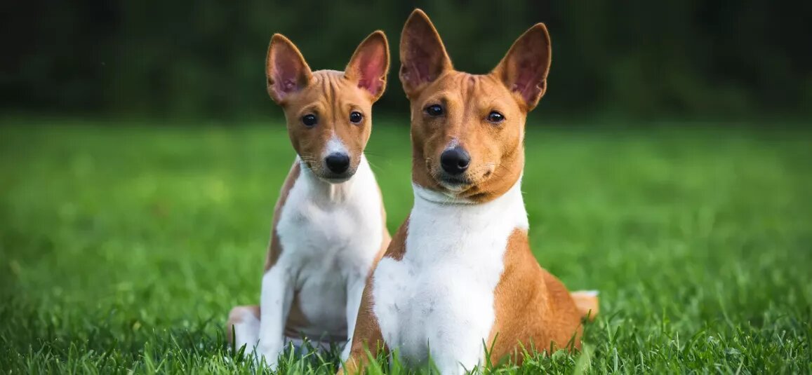 Басенджі: порода, яка змінить ваш погляд на життя із собакою