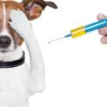 Де у Вінниці невдовзі працюватимуть виїзні бригади вакцинації тварин: адреси