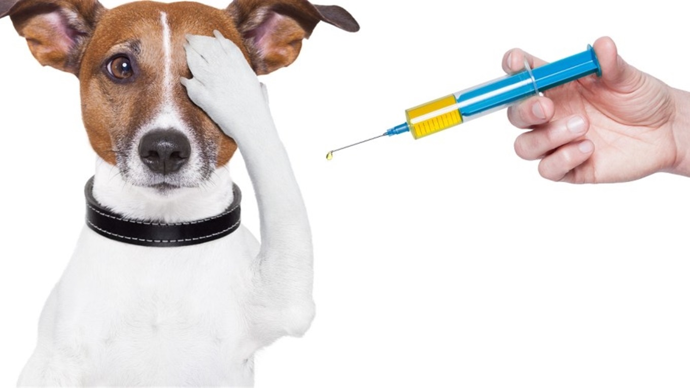 Де у Вінниці невдовзі працюватимуть виїзні бригади вакцинації тварин: адреси