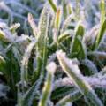 На Вінниччині прогнозують заморозки: коли? (Відео)