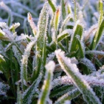 На Вінниччині прогнозують заморозки: коли? (Відео)