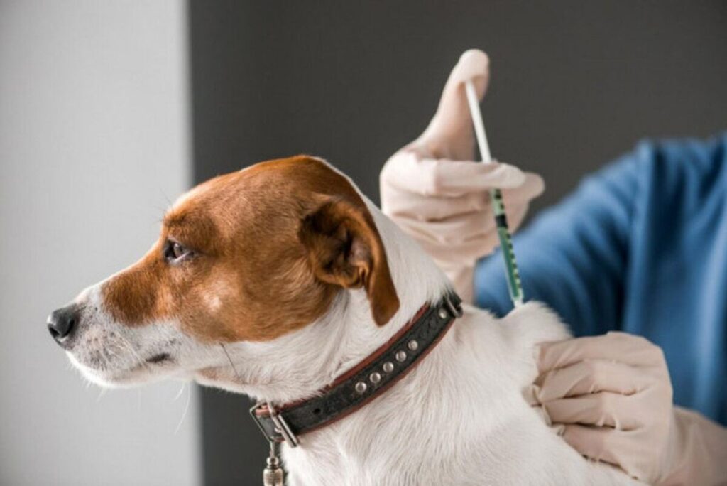 Перелік травневих локацій для проведення вакцинації домашніх тварин