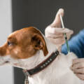 Перелік травневих локацій для проведення вакцинації домашніх тварин