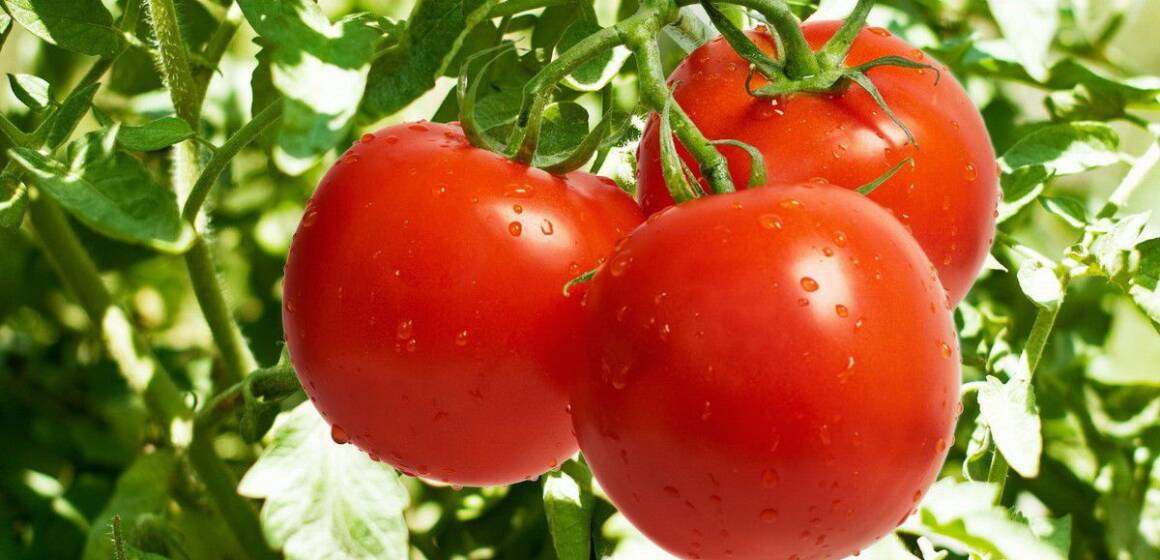 Як захистити помідори від хвороб: досвідчені дачники розкрили хитрощі