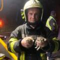 На Вінниччині рятувальники витягнули із вогню новонароджених кошенят