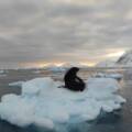 “Котяче нашестя”: полярники показали дивовижні фото морських котиків в Антарктиці