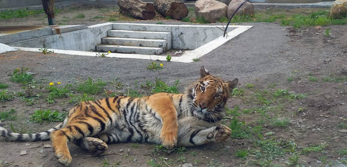 Безкоштовний вхід для дітей у Подільський зоопарк: святкова акція до Дня захисту дітей