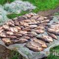 Незаконний вилов риби на Вінниччині: розслідується 10 кримінальних проваджень