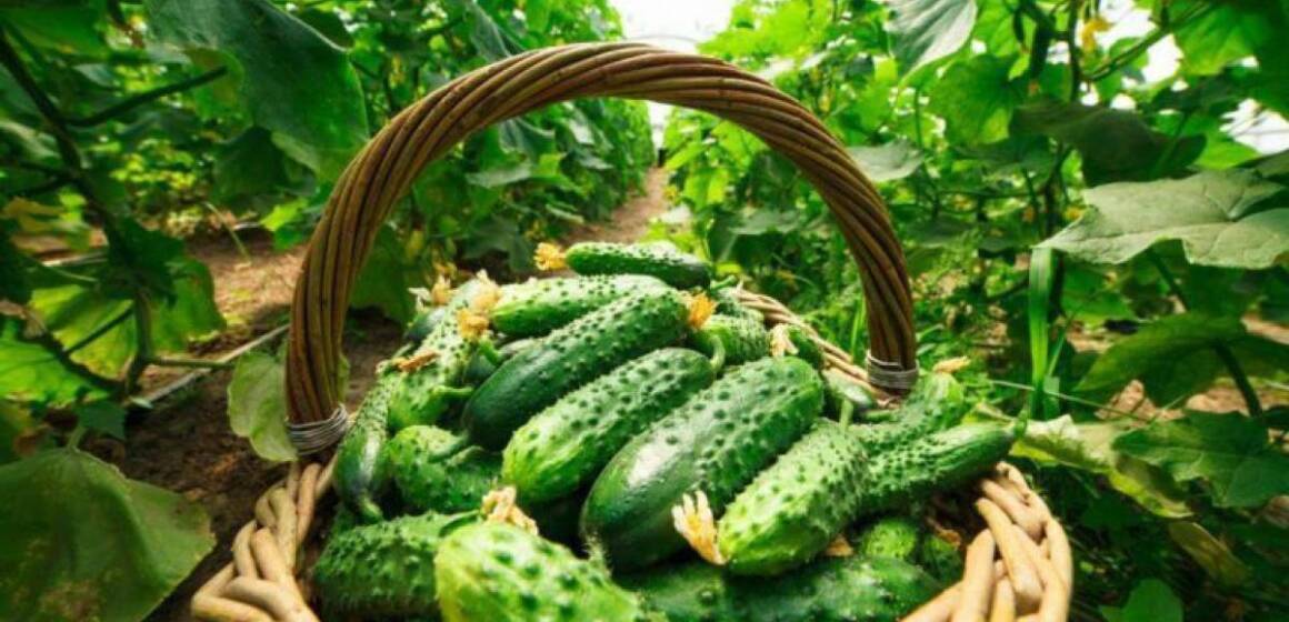 Ціни на популярний в Україні овоч для салатів несподівано летять донизу