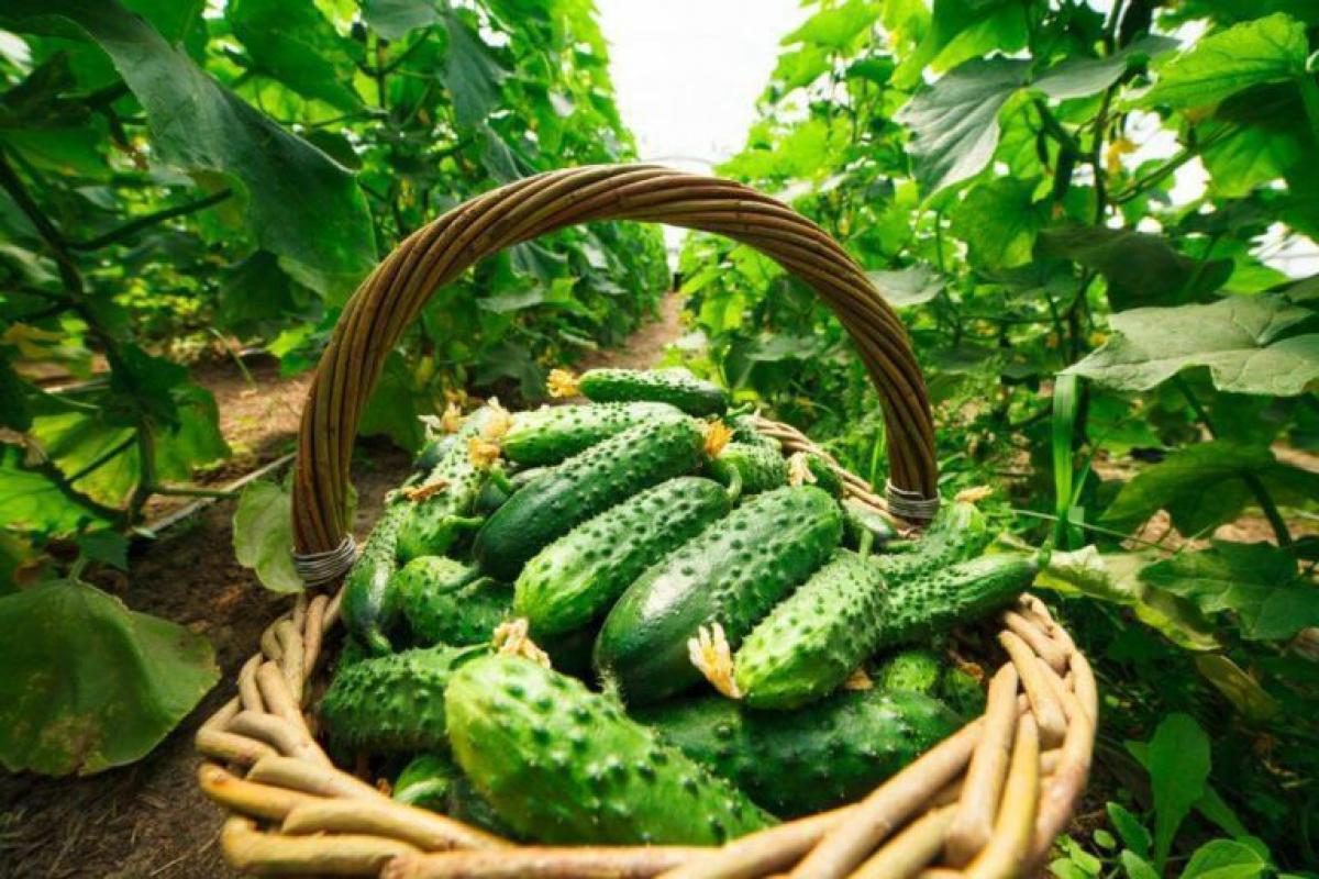Ціни на популярний в Україні овоч для салатів несподівано летять донизу