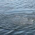 Намагався переплисти ставок: у Гайсинському районі втопився чоловік