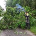 Дев’ять викликів за добу: рятувальники очищують дороги від повалених дерев