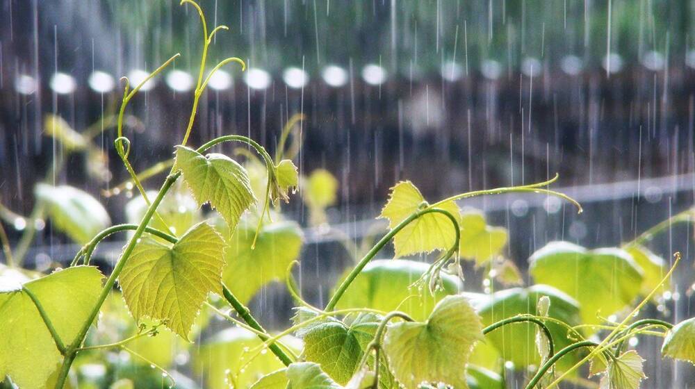 Короткочасний дощ та гроза: якою буде погода на Вінниччині 22 червня