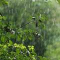 На Вінниччині місцями прогнозують невеликий дощ