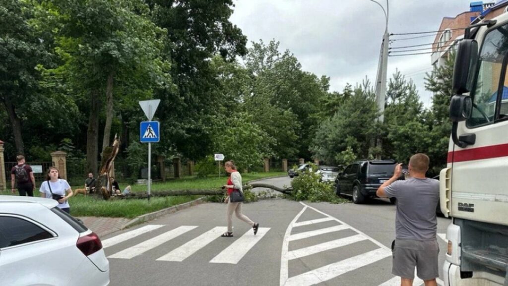 У Вінниці на людину впало дерево: що відомо