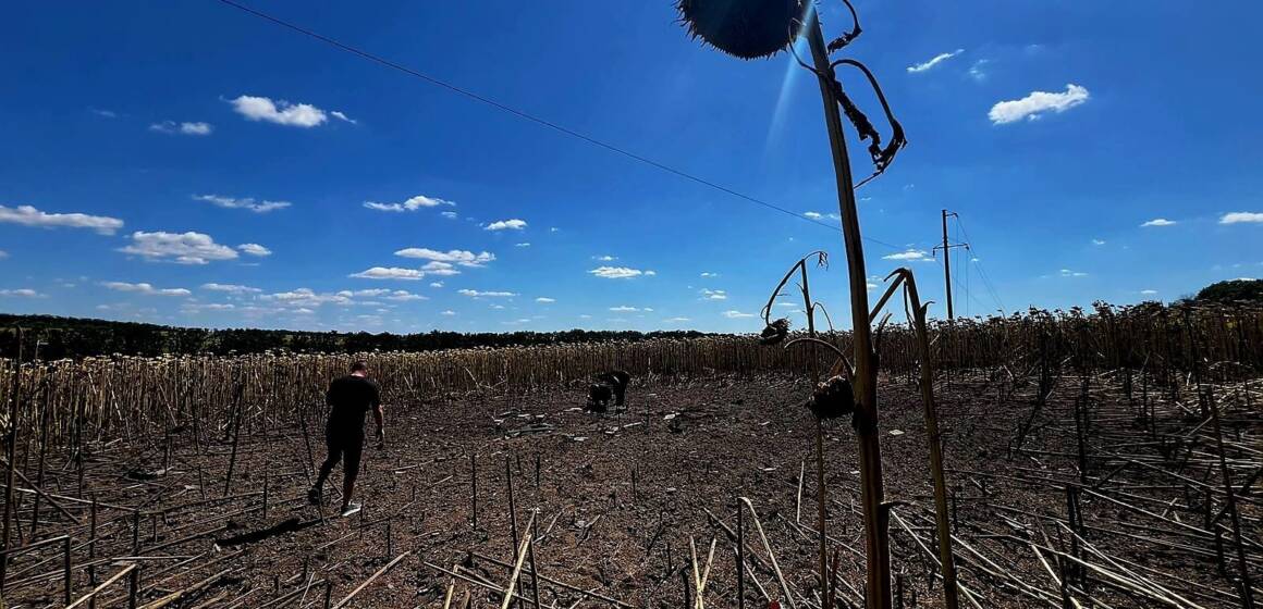 Уламки збитих дронів пошкодили посіви соняшника на Вінниччині