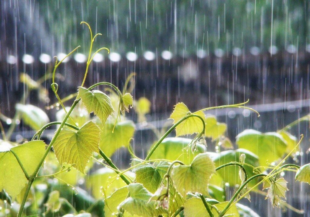 Дощ та спека: якою буде погода сьогодні у Вінниці та області?