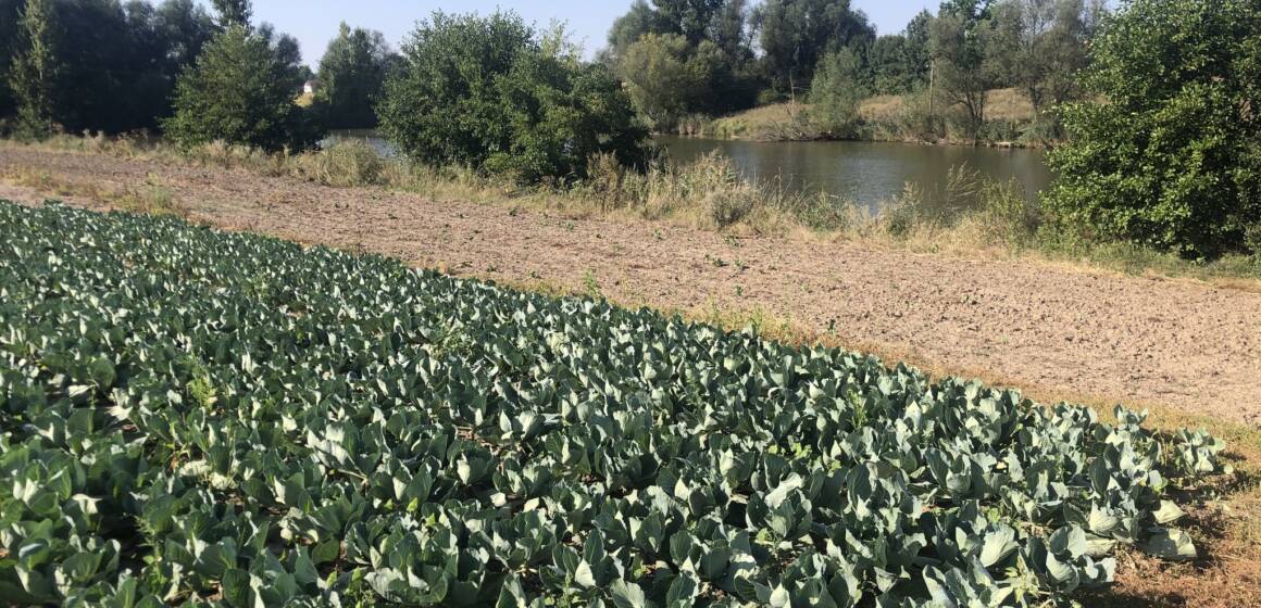 У Гайсинській громаді екологи виявили три ділянки, які незаконно зайняли аграрії