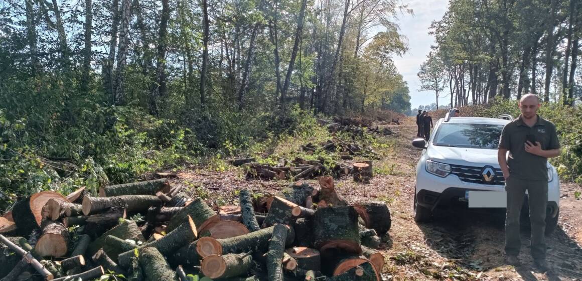 “Бізнес на лісі”: на Вінниччині незаконно вирубали дерева на 3 мільйони гривень