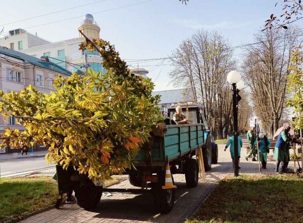 Осіння висадка дерев у Вінниці: які вулиці озеленять цьогоріч