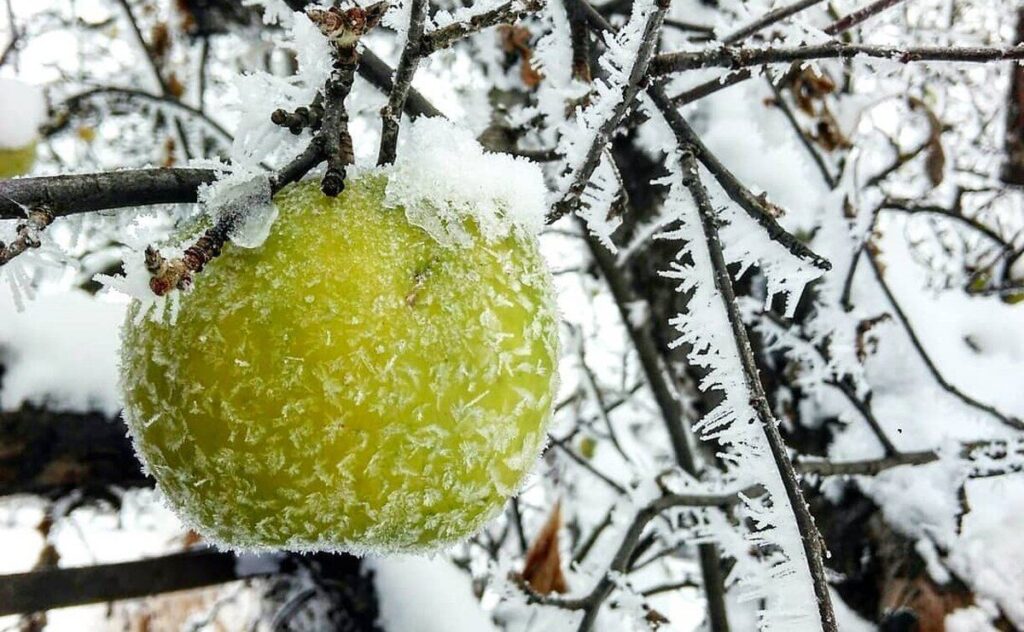 У Вінниці та області прогнозують заморозки