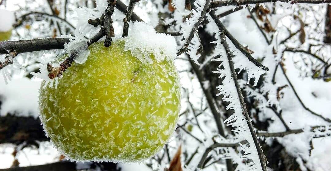 У Вінниці та області прогнозують заморозки