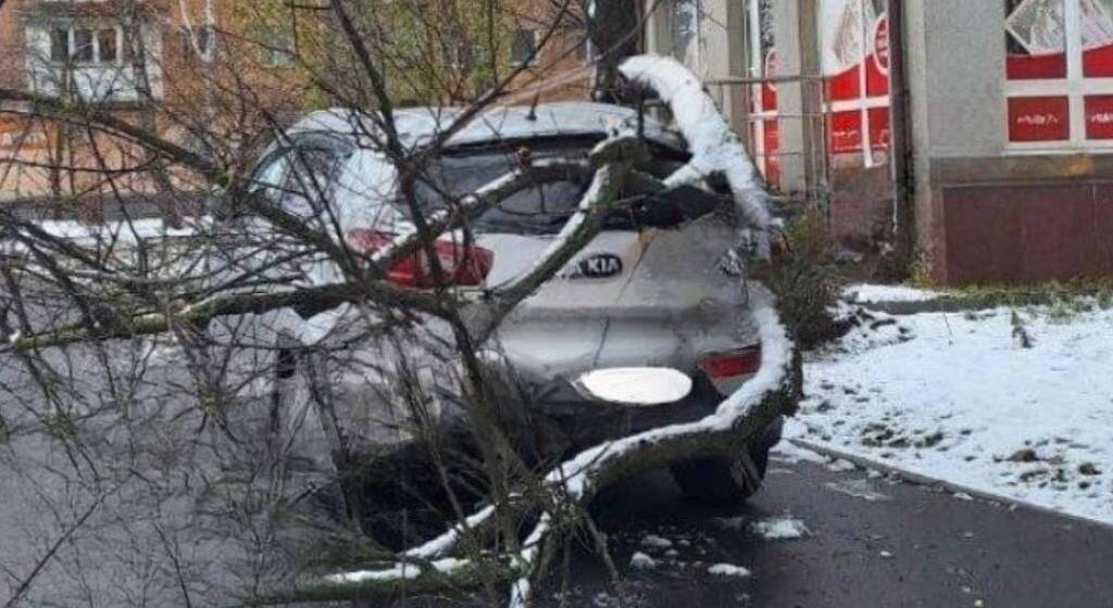 У Вінниці дерево впало на автомобіль