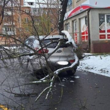 У Вінниці дерево впало на автомобіль