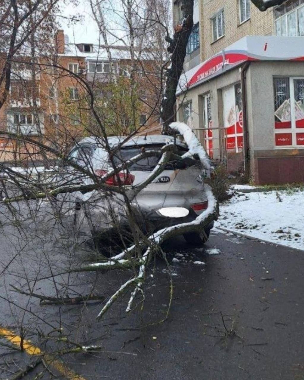 У Вінниці дерево впало на автомобіль