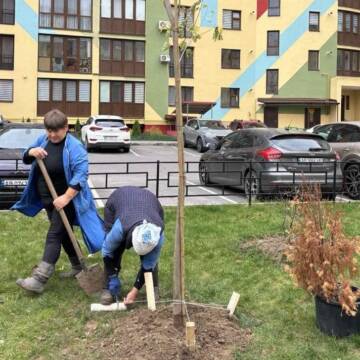 Озеленення Вінниці: пів тисячі саджанців висадили у дворах