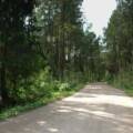 На Вінниччині побудують 5,6 км лісових доріг