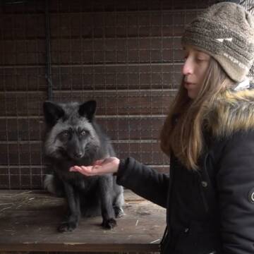 П’ять лисиць і два єноти: вінничанка створила прихисток для врятованих тварин (Відео)