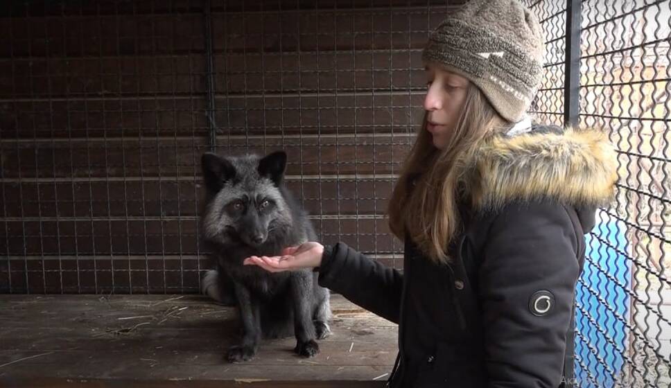 П’ять лисиць і два єноти: вінничанка створила прихисток для врятованих тварин (Відео)