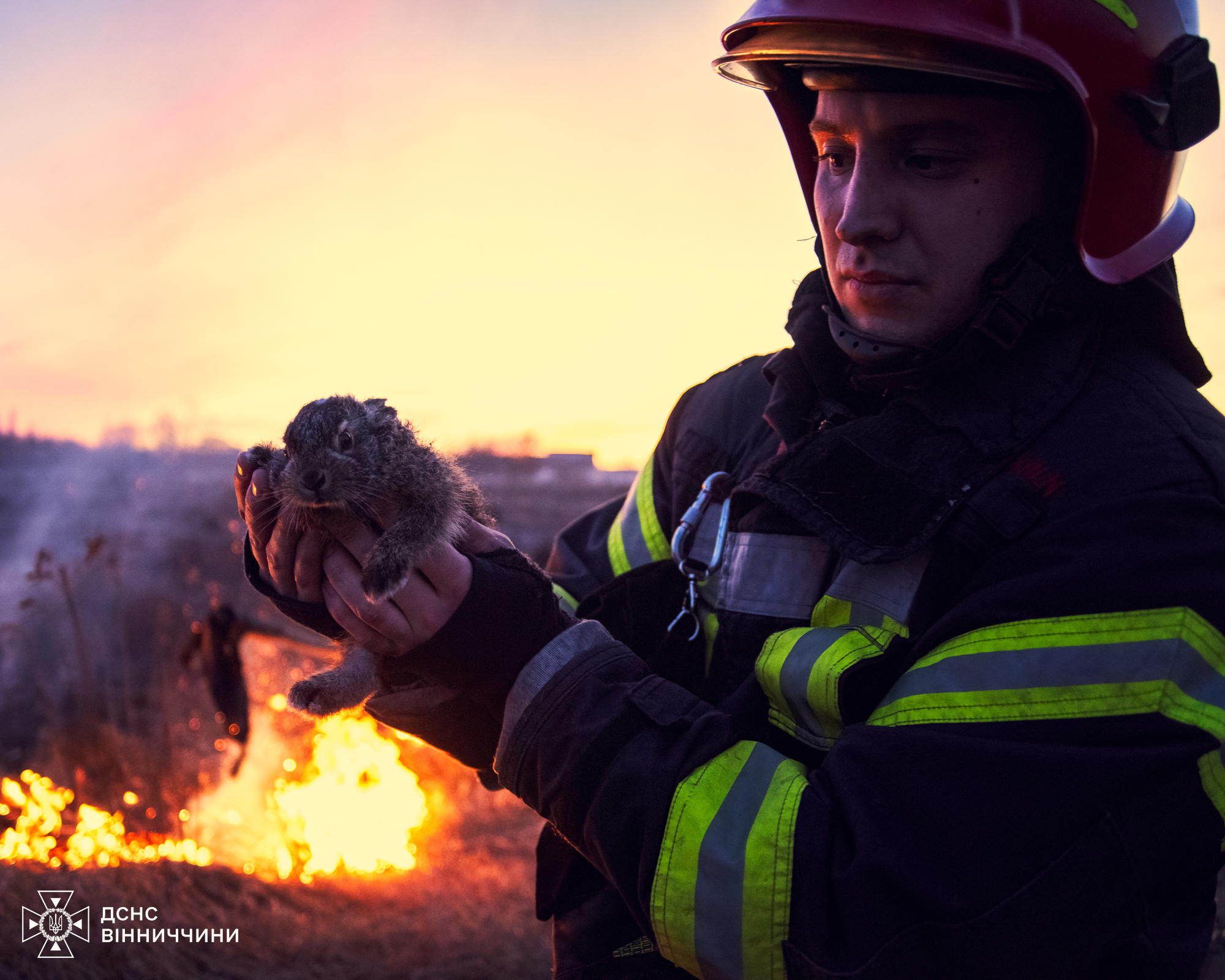 У Вінниці через паліїв ледь не загинуло зайченя (фото)