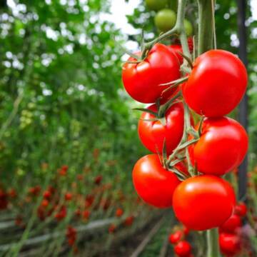 Ціни на помідори в Україні зростають