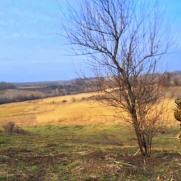 На Вінниччині буде по-весняному тепло: у гідрометцентрі зробили прогноз на 7 березня