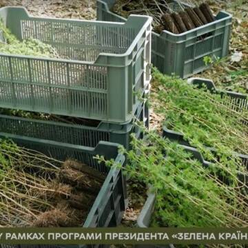 У Вінниччині висадили дубово-модриновий ліс: акція за участі ветеранів війни (Відео)