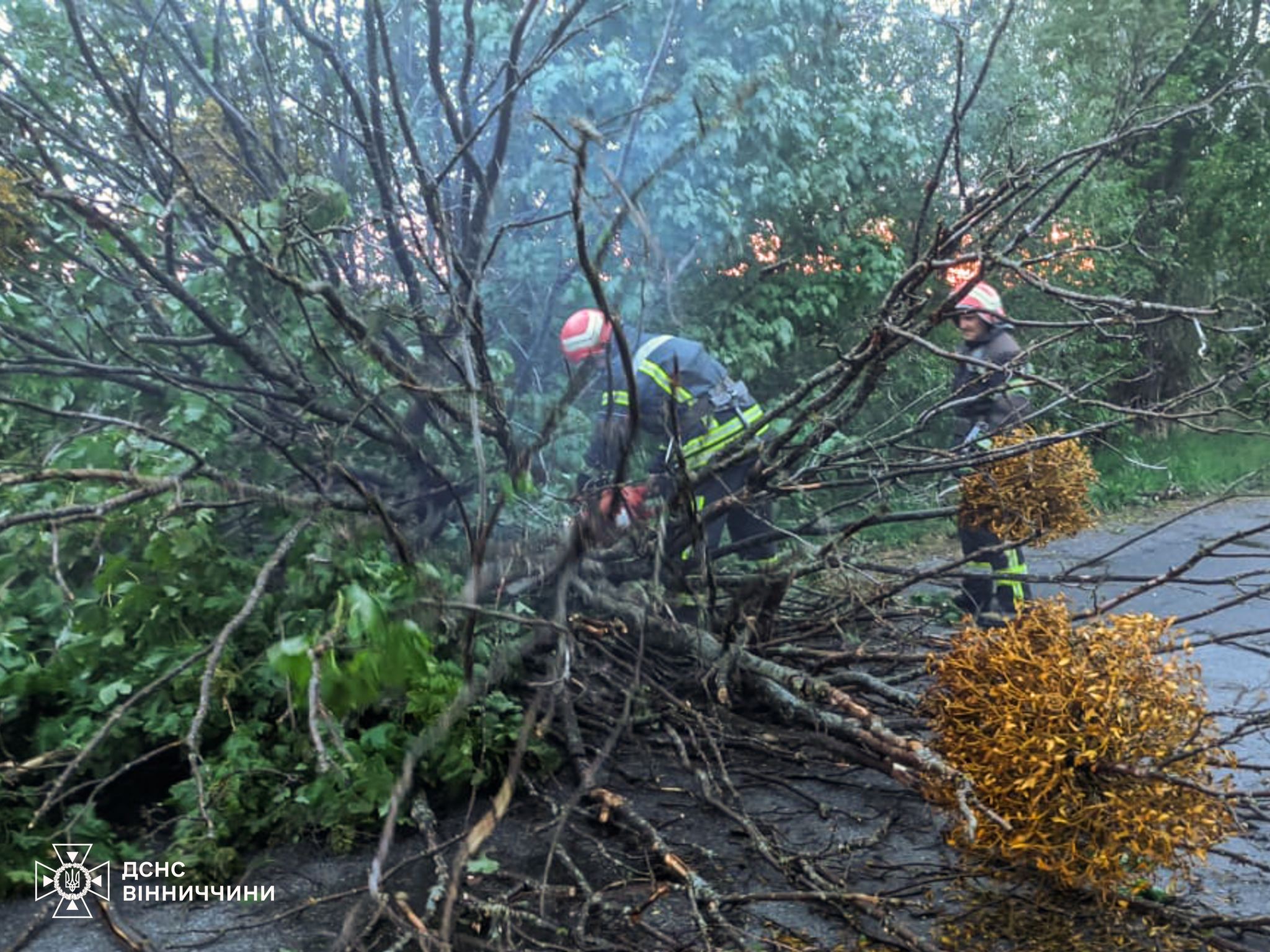На Вінниччині рятувальники двічі прибирали повалені дерева після буревію
