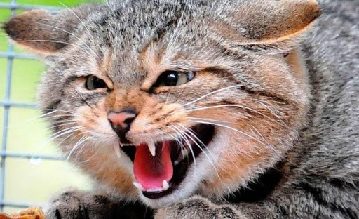 Сказ на Вінниччині: у квітні виявили 11 заражених тварин