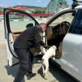Пес Фокс допоміг вінницьким митникам знайти канабіс у Porsche на кордоні з Молдовою
