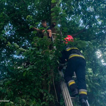 У Вінниці 7-річного хлопчика знімали з дерева: поліз за черешнями, а злізти не зміг