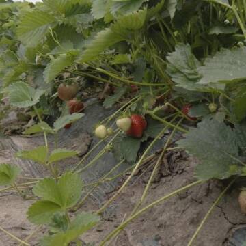 На Вінниччині фермери втратили частину врожаю полуниці через примхи погоди