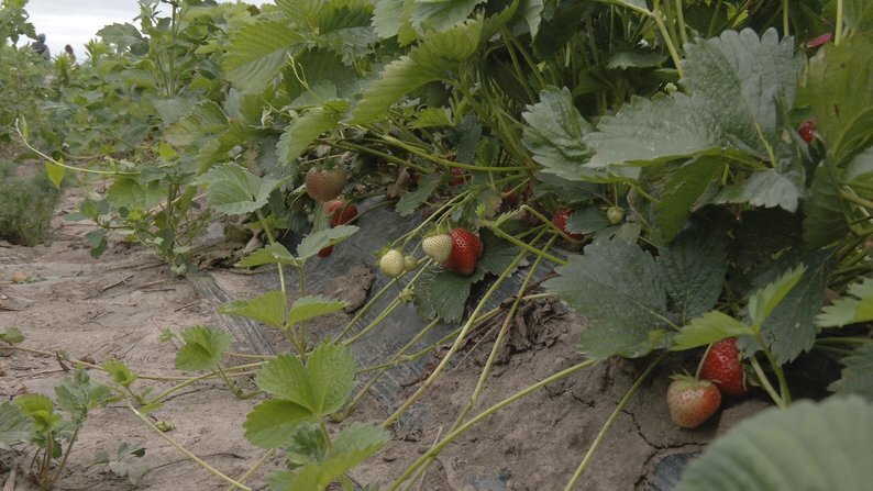 На Вінниччині фермери втратили частину врожаю полуниці через примхи погоди