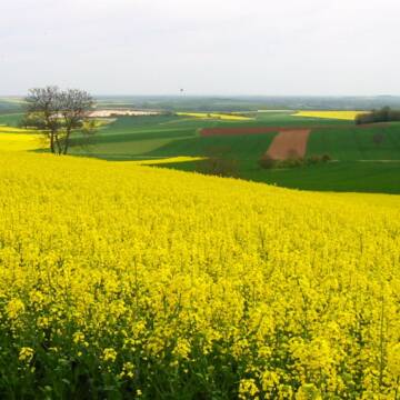 Тульчинській громаді повернули землю, за яку орендар заборгував понад пів мільйона