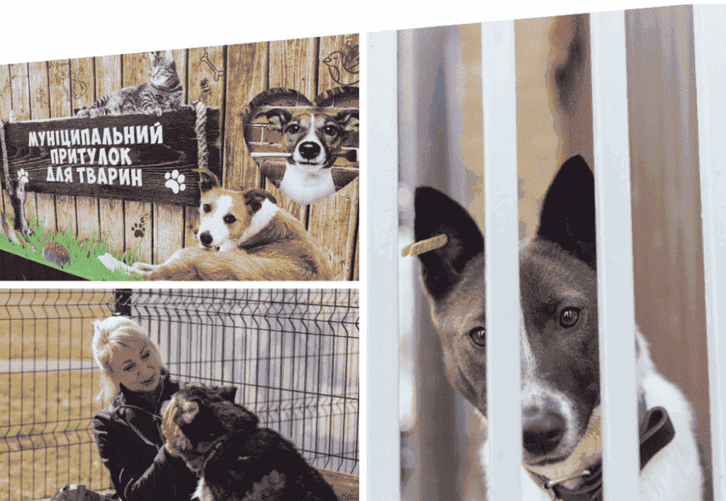 Вінницький муніципальний притулок для тварин – щоденна турбота, що рятує життя
