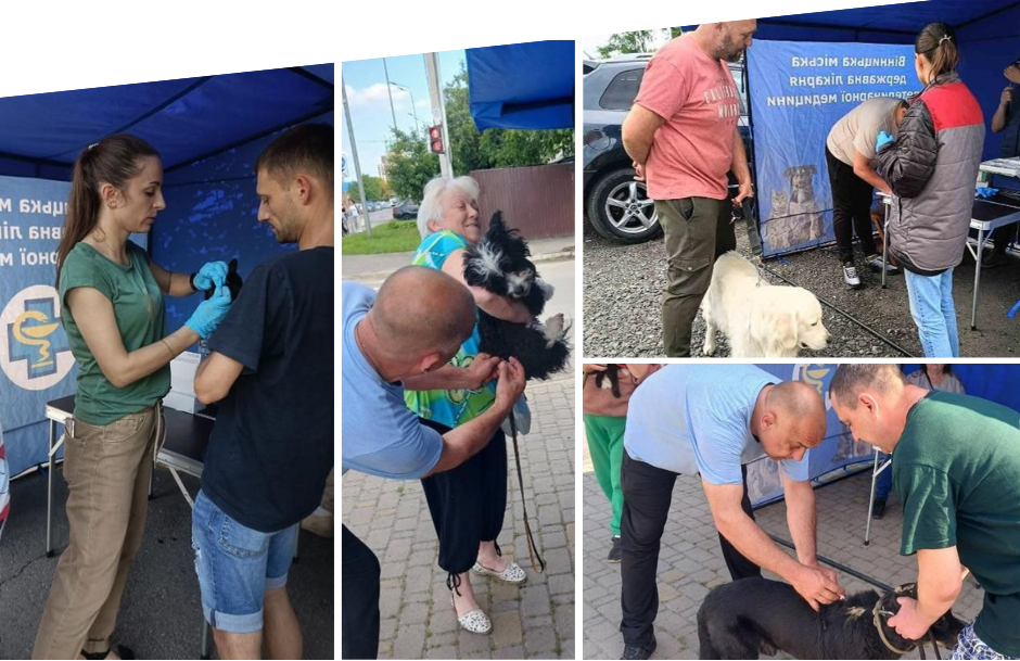 У Вінниці завершилась безкоштовна вакцинація тварин: щепили понад 3 тисячі собак і котів
