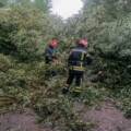 Повалені дерева перекривали дороги: рятувальники шість разів виїжджали на виклики
