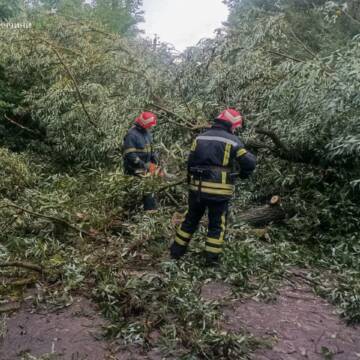 Повалені дерева перекривали дороги: рятувальники шість разів виїжджали на виклики