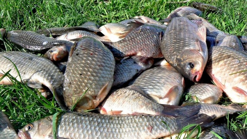 На Вінниччині виявили понад 260 фактів браконьєрського вилову риби