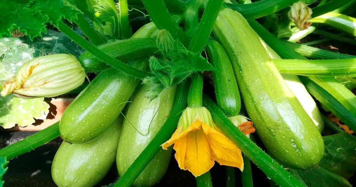 Кабачки – суперфуд літа: 5 причин додати їх до раціону просто зараз